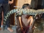 Hendak Masuk Rumah, Seekor Anak Buaya Ditangkap Warga di Kali Awi