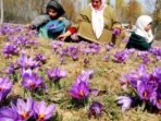 Dibanderol hingga Rp150 jutaan, Ternyata ini manfaat Saffron