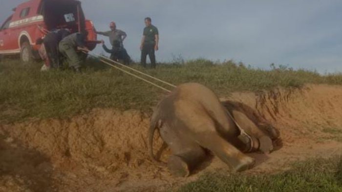 Terlihat sebuah mobil menarik tambang besar yang melilit pada leher gajah yang tewas.- foto Dok