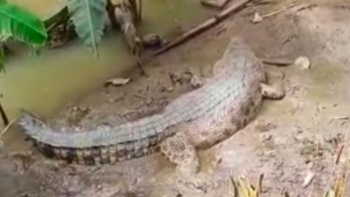 Seekor buaya gegerkan warga Pekon Sudimoro Bangun, Kecamatan Semaka, Kabupaten Tanggamus, Lampung, Senin (14/11/2022).