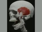 Mengenal temporomandibular tipe persendian yang terdapat pada rahang manusia