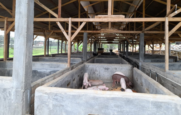 Penampakan Kandang peternakan Babi di Desa Purwo Kencono, Sekampung Udik, Lampung Timur. Kadus setempat mengklaim telah memiliki izin desa- foto Bang Jali