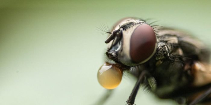 Terkait Hama Lalat, Kades GSB Klaim Telah Meminta PT CAP Mengatasi dan Mengantisipasi