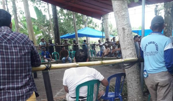 Diduga Koordinasi Mantap, Arena Judi Sabung Ayam di Desa Sumbernadi Lamsel, Masih Berlangsung