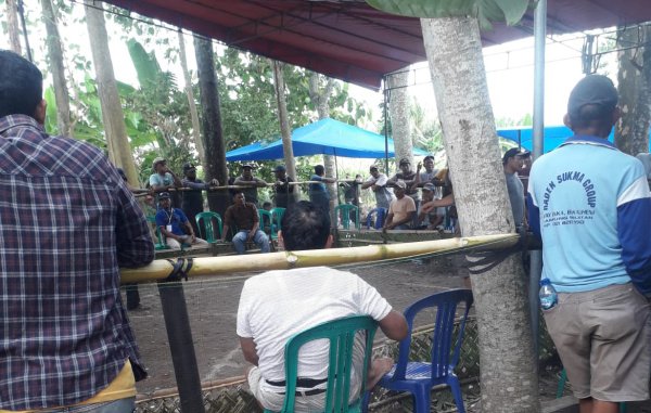 Suasana terkini judi Sabung Ayam di Desa Sumbernadi, Lampung Selatan, meski telah diberikan kemarin tapi masih dibiarkan, Senin (6/2/2023) -foto redaksi