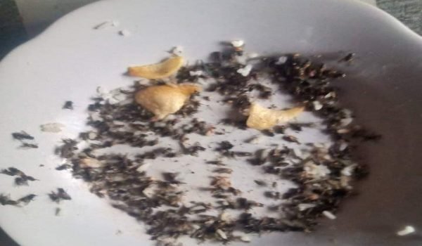 “Lebaran di Desa GSB Bakal Ditemani Lalat, Dugaan Limbah Kandang Ayam dan ‘Jatah’ Oknum Disorot”