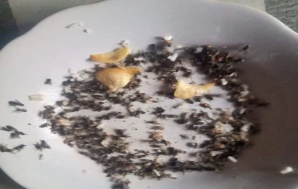 “Lebaran di Desa GSB Bakal Ditemani Lalat, Dugaan Limbah Kandang Ayam dan ‘Jatah’ Oknum Disorot”