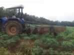 Oknum Mafia Tanah Kerahkan Ormas Rusak Tanaman Warga di Lampung Tengah