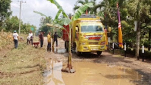 Warga Pekon Waya Krui tanam pohon pisang di jalan yang rusak, Minggu 12 Maret 2023, (foto_JPNi)