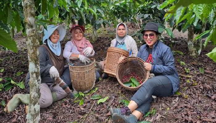 Bukit ‘Intan’ Tersembunyi di Jangkat, Penghasil Biji Kopi Robusta Berkelas