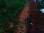Program P3-GAI di Purbolinggo Rusak Tanaman di Perkebunan Warga