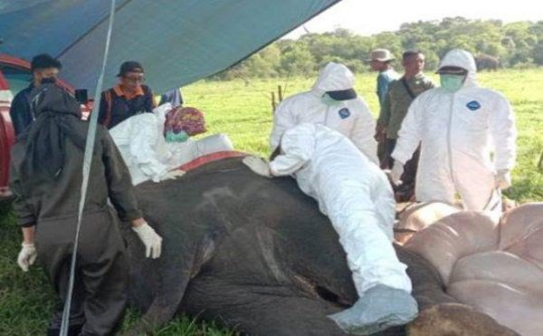 Mambo Gakah Jantan di TNWK Lampung Timur ditemukan mati, pada Jumat (23/6/2023) - foto ist