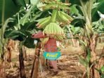 Puluhan Karyawan APS di Lampung Timur Mengaku Resah