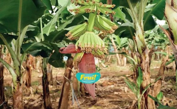 Puluhan karyawan PT APS di Lampung Timur diresahkan atas informasi adanya pemutusan hubungan kerja yang diterima pada 16 Agustus 2023