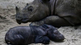 Ratu Badak asli TNWK di Lampung Timur, melahirkan anak Badak Sumatera berjenis kelamin betina pada pukul 01.44 WIB, Sabtu (30/9/2023).