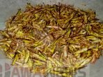 Belalang Ternyata Miliki Banyak Khasiat Bagi Tubuh, Tapi Khusus Jenis Ini!