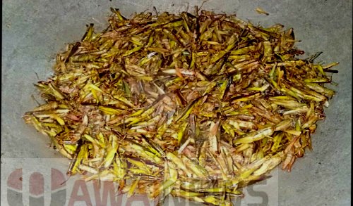 ilustrasi belalang goreng