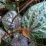 Daun sirih merah, - foto net