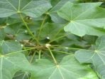 Daun Jarak, Obat Tradisional untuk Menjaga Kesehatan Hati sampai Melancarkan Dahak