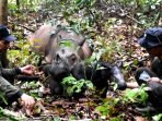 Lagi, Badak Sumatera Melahirkan Seekor Anak Jantan di SRS TNWK di Lampung Timur