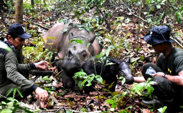 Badak Delilah melahirkan anak jantan di SRS TNWK Lampung Timur. Badak Delilah ditemukan sudah bersama anaknya di hutan oleh penjaga satwa SRS TNWK, pada Sabtu 25 November 2023