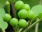 Takokak Ternyata Banyak Manfaat Terutama Kesehatan Mata