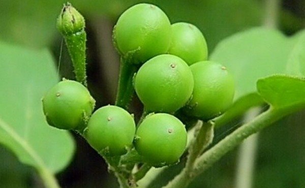 Buah Takotak (Cempokak)