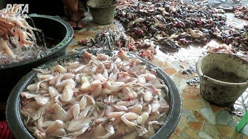 Daging kodok sudah dikuliti, (foto_gt)