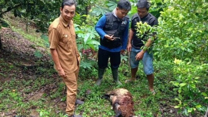 Warga di Pekon Sedayu, diheboh dengan hewan ternak yang tewas diterkam hewan liar diduga harimau, (foto_dok. tribunlampung)