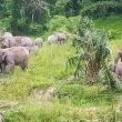 Kawanan Gajah Liar TNBBS Serang Areal Peladangan Petani di Pesibar