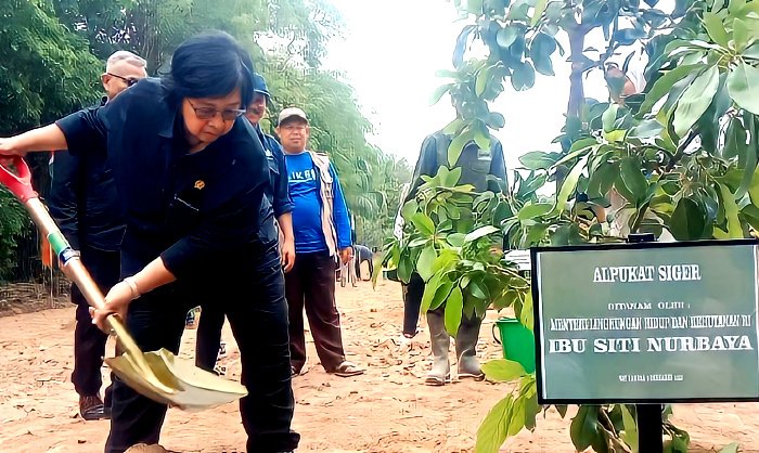 Siti Nurbaya, Menteri Lingkungan Hidup dan Kehutanan (LHK) Republik Indonesia menanam pohon jenis alpukat Siger di calon lokasi pembelajaran lapangan areal kantor TNWK, Lampung Timur pada 9 Desember 2023