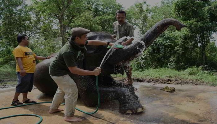 Tragis, Pawang Gajah ERU Tewas Terinjak Kaki Gajah Tunggangan Sendiri