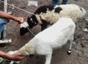 Penasaran Beda Daging Kambing dan Domba, Ini 4 Perbedaan Rasa, Tekstur dan Kandungan Gizinya