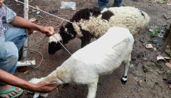 Maling Dua Ekor Kambing, Warga Bulok Tanggamus Diancam Pidana 7 Tahun Penjara