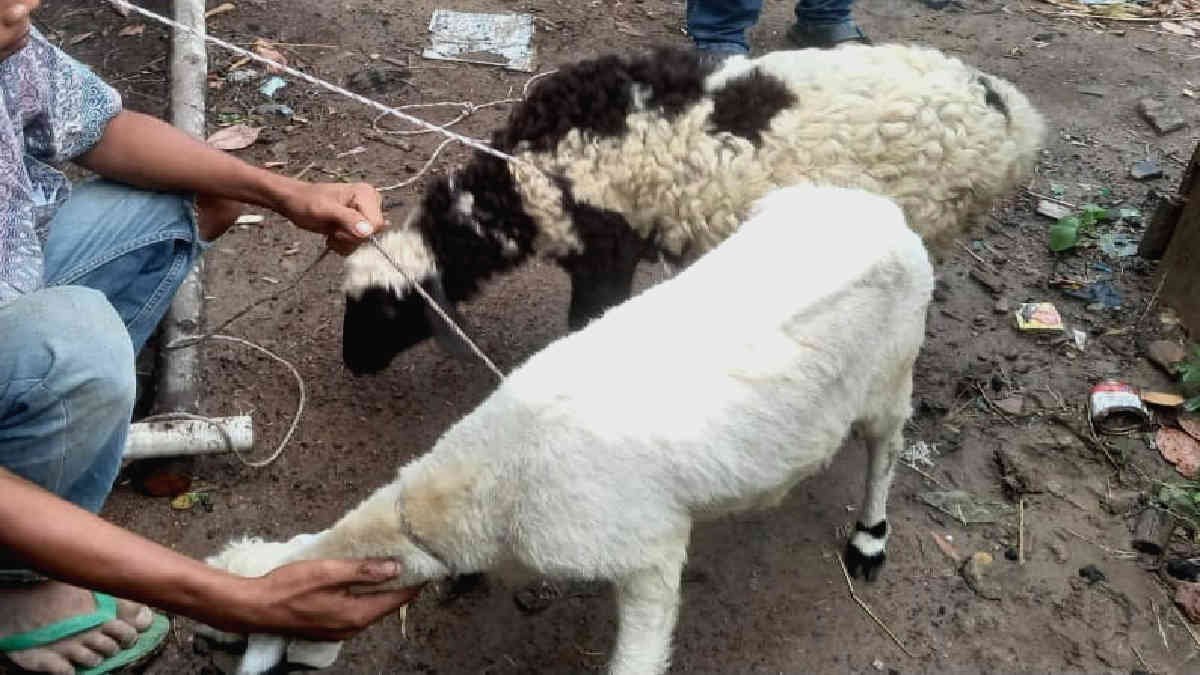 Barang bukti dua ekor kambing betina yang dijadikan barang bukti kasus pencurian yang dilakukan RS warga Bulok, Kabupaten Tanggamus, Selasa 23 Januari 2024- foto hms Polres Tanggamus