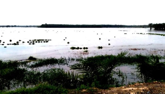Petani Mesuji Gagal Panen, Ribuan Hektare Sawah Masih Terendam Banjir
