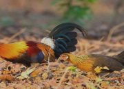 Menjanjikan Cuan, Ternak Ayam Hutan Jadi Ide Kreatif