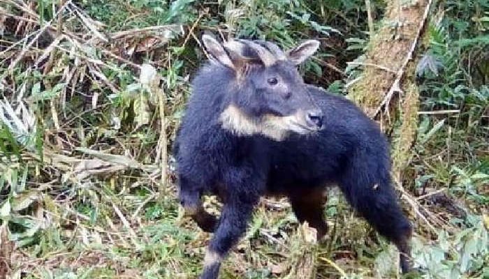 Manfaat Susu Kambing untuk Tumbuh Kembang Remaja, Ini Penjelasanya