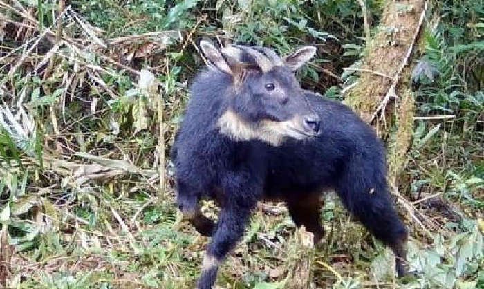 Camera trap yang dipasang oleh KPH Batutegi dan Yayasan Inisiasi Alam Rehabilitasi Indonesia (IARI) berhasil menangkap gambar Kambing hutan Sumatera (Capricornis Sumatraensis) berwarna hitam di kawasan Hutan Lindung Batutegi, Tanggamus.