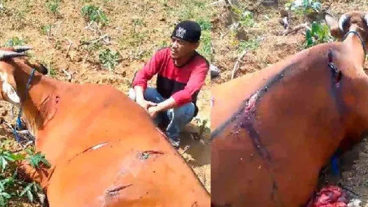 5 Ekor sapi Milik Zulkifli mengalami penganiayaan berat oleh pelaku B, kejadian itu sempat menggemparkan warga Padang Ratu, Lampung Tengah, pada 29 Desember 2023