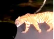 Harimau Jadi Ancaman Manusia di Lampung Barat, Politisi ini Minta Kucing Emas Itu Ditembak Mati?