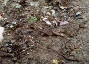 jejak tapak kaki harimau ditemukan di areal perkebunan wilayah Pekon Sukajaya, Kecamatan Semaka, Kabupaten Tanggamus, pada 28 Februari 2024