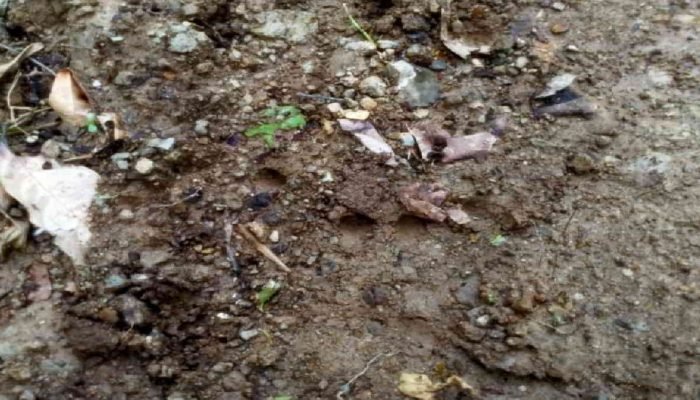 DUH.. Ada Temuan Seperti Jejak Kaki Harimau di Semaka?