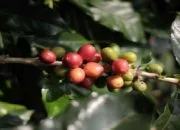 Ekonomi Jabar Naik Kelas! Kopi, Teh dan Kakao Diburu 42 Buyer Internasional dari 11 Negara