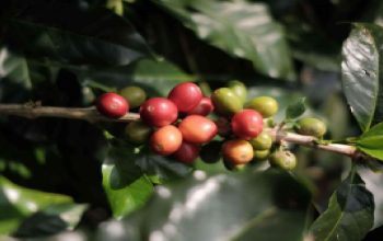 Ekonomi Jabar Naik Kelas! Kopi, Teh dan Kakao Diburu 42 Buyer Internasional dari 11 Negara