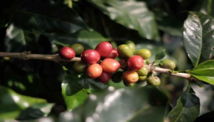 Fasilitasi Pertemuan Pelaku Usaha dan Pembeli, Jabar Dorong Ekspor Kopi dan Kakao ke Filipina