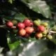 Kopi Wanoja Jabar