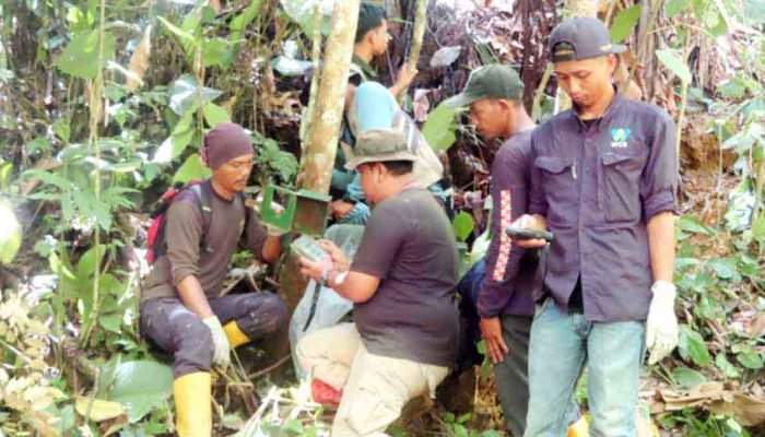 Baru Datang dari Purworejo, Zainudin Dilaporkan Tewas Diterkam Harimau di Peladangan Lampung Barat