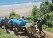 Gerobak sapi jadi moda transportasi dalam pendistribusian logistik Pemilu 2024 di wilayah terpencil kawasan Pesisir Barat,- dok Polres Pesisir Barat