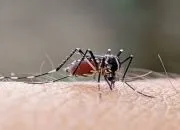 1.583 Warga Terserang dalam 5 Bulan, Usia Produktif Jadi Sasaran Empuk Nyamuk Aedes